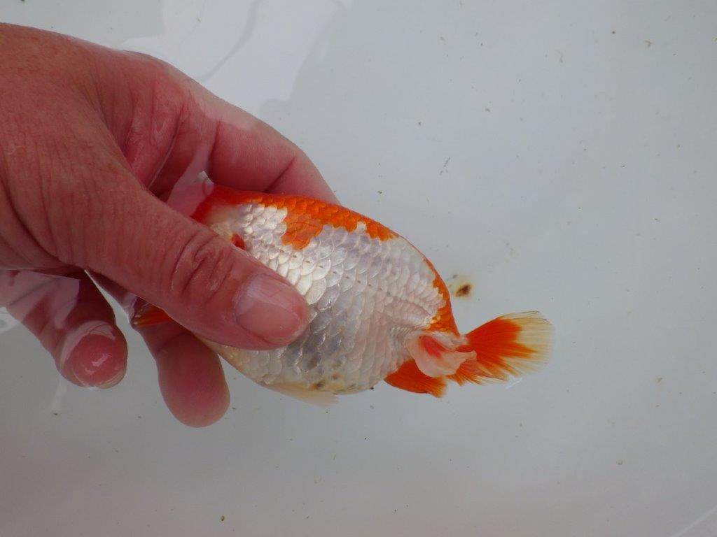 【 愛知超優良系統様】管理魚当歳らんちゅう M 四ッ尾 二本舵 約13㎝  メス