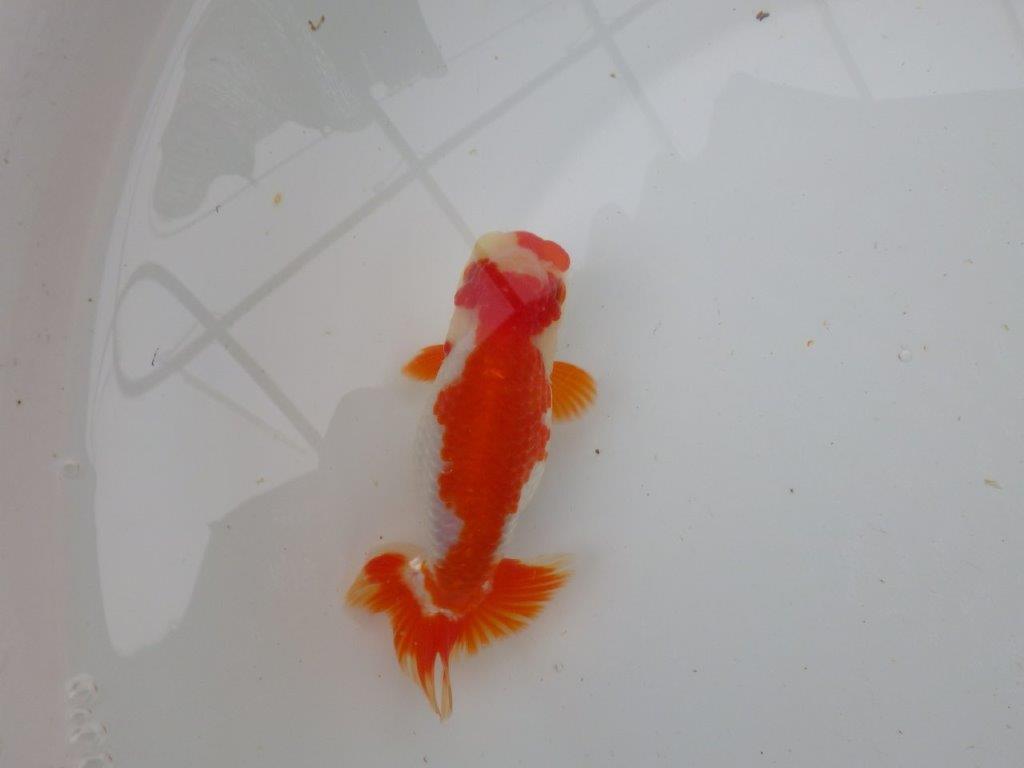 【 愛知超優良系統様】管理魚当歳らんちゅう M 四ッ尾 二本舵 約13㎝  メス