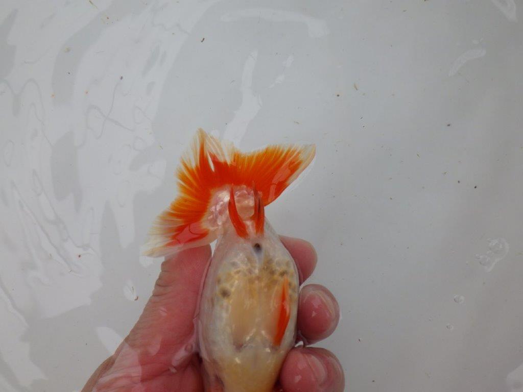 【 愛知超優良系統様】管理魚当歳らんちゅう M 四ッ尾 二本舵 約13㎝  メス