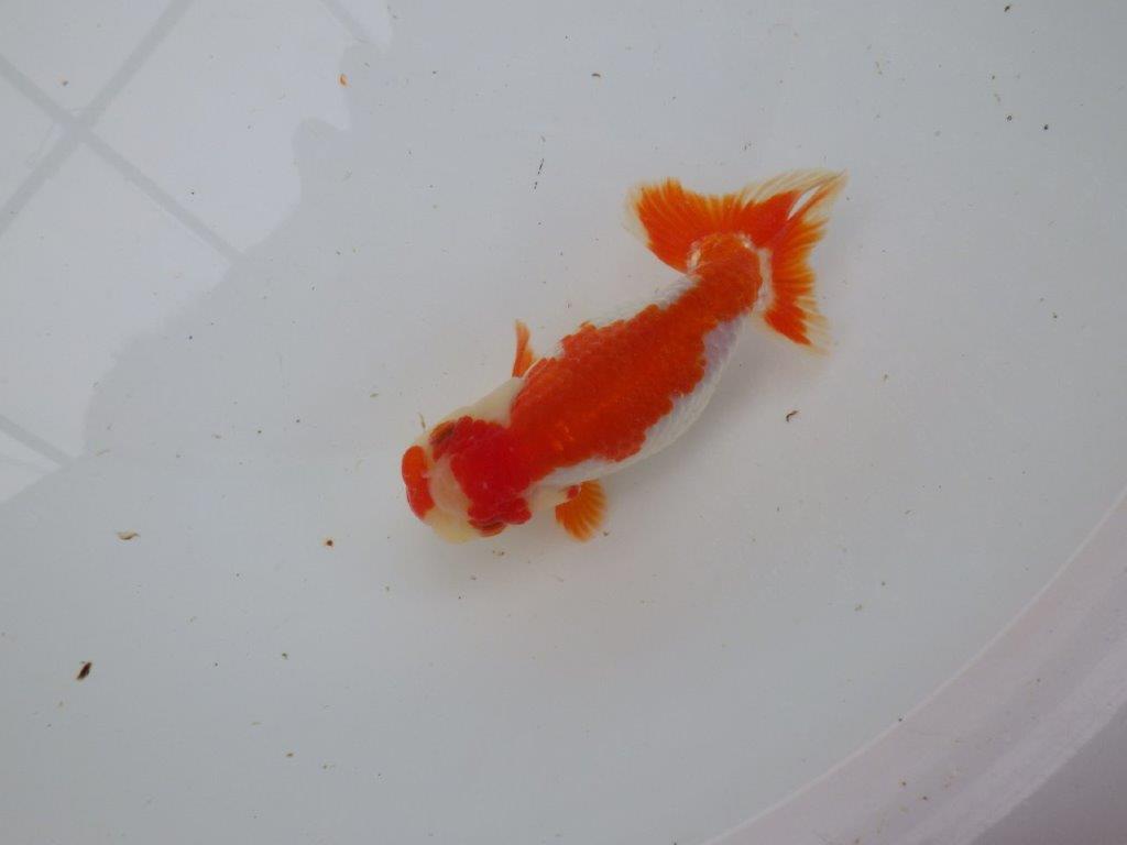 【 愛知超優良系統様】管理魚当歳らんちゅう M 四ッ尾 二本舵 約13㎝  メス