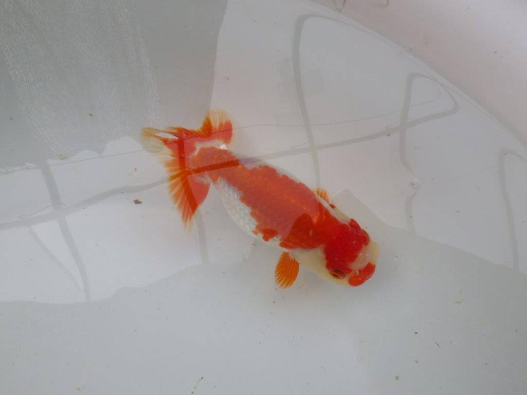 【 愛知超優良系統様】管理魚当歳らんちゅう M 四ッ尾 二本舵 約13㎝  メス