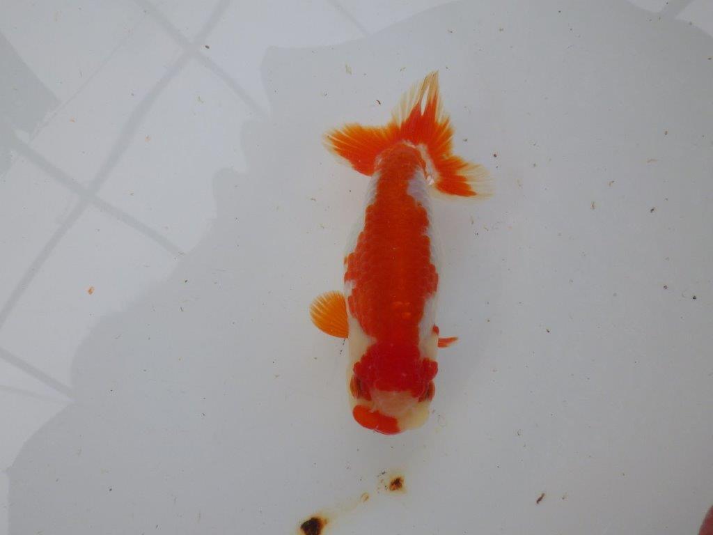 【 愛知超優良系統様】管理魚当歳らんちゅう M 四ッ尾 二本舵 約13㎝  メス