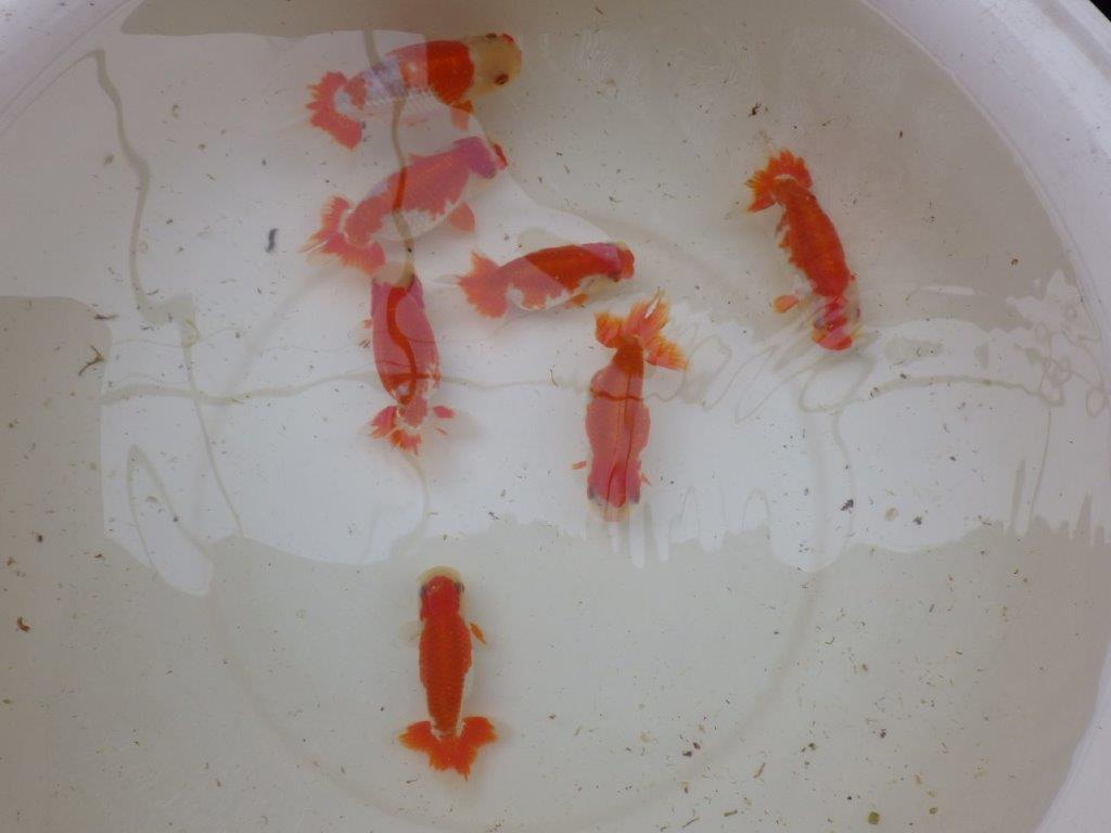 【 愛知超優良系統様】管理魚当歳らんちゅう M 四ッ尾 二本舵 約13㎝  メス