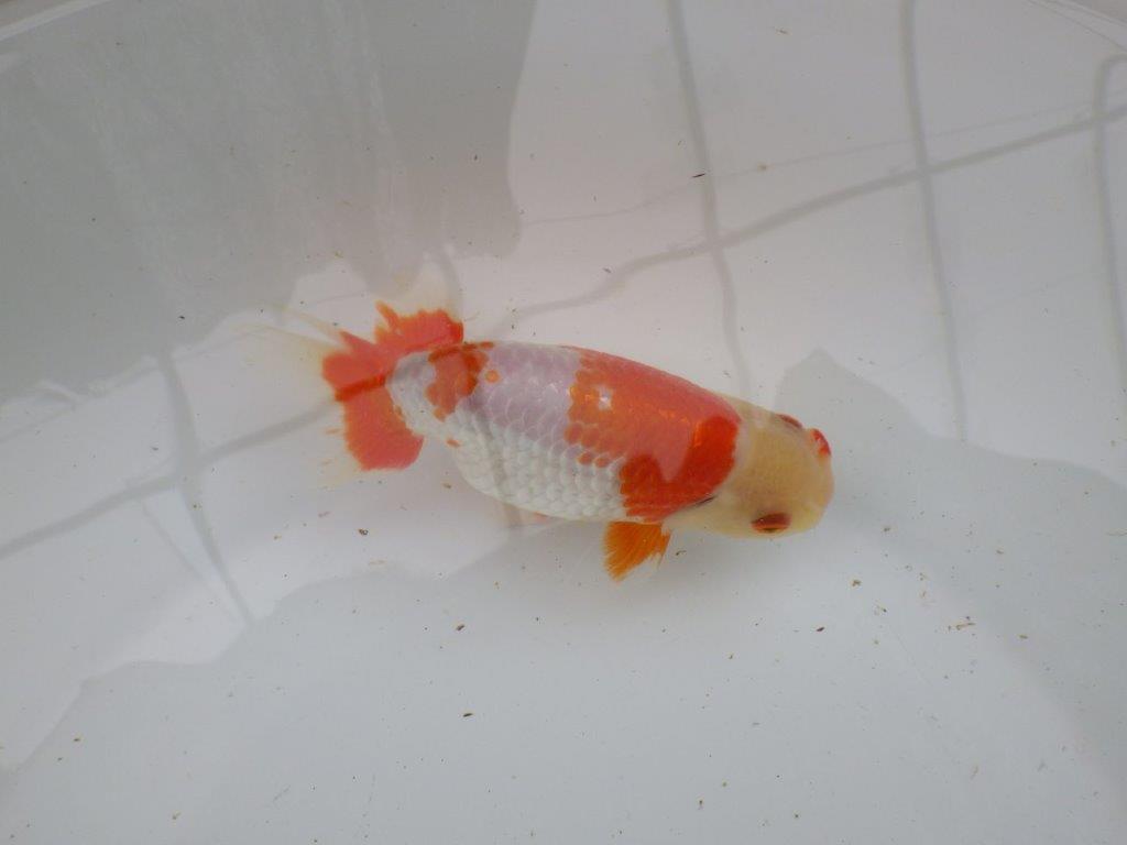 【 愛知超優良系統様】管理魚当歳らんちゅう N 四ッ尾 二本舵 約13,5㎝  メス