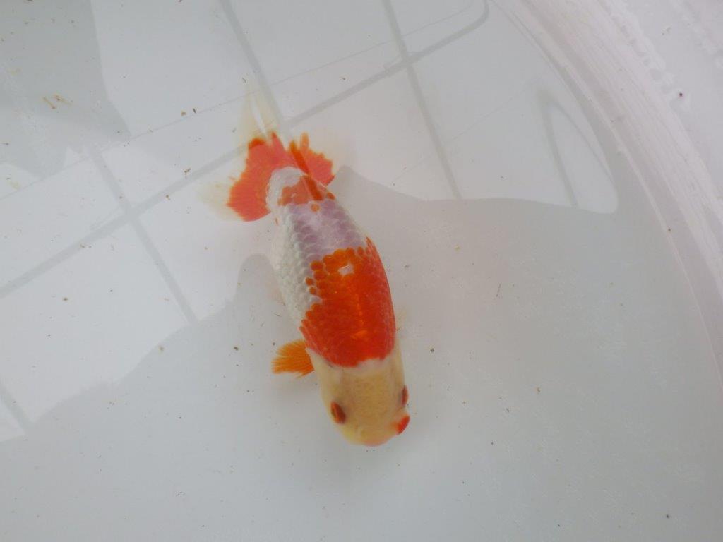 【 愛知超優良系統様】管理魚当歳らんちゅう N 四ッ尾 二本舵 約13,5㎝  メス