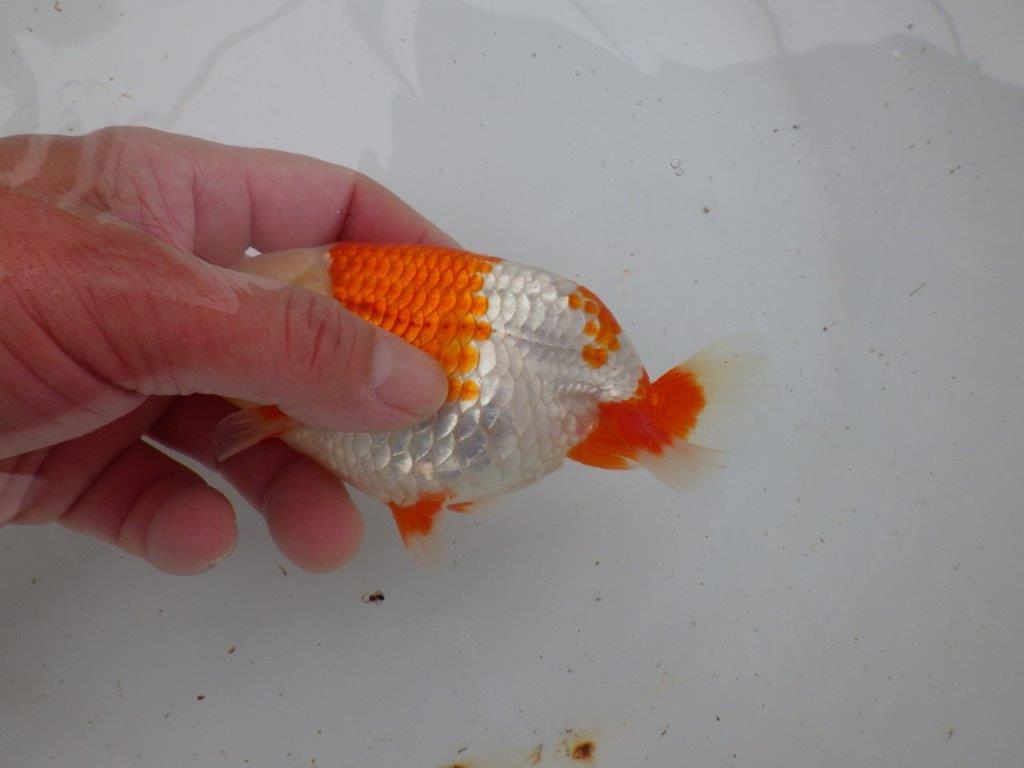 【 愛知超優良系統様】管理魚当歳らんちゅう N 四ッ尾 二本舵 約13,5㎝  メス