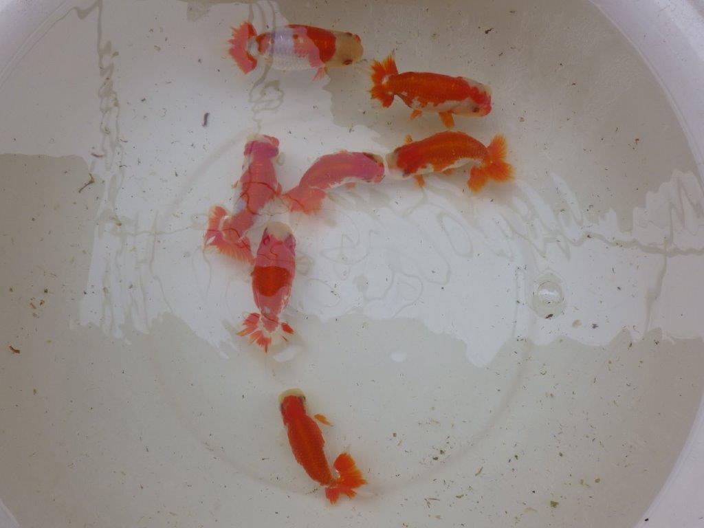 【 愛知超優良系統様】管理魚当歳らんちゅう N 四ッ尾 二本舵 約13,5㎝  メス