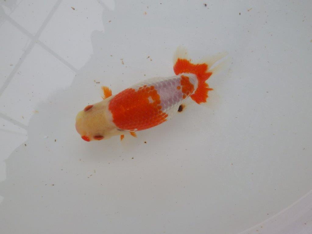 【 愛知超優良系統様】管理魚当歳らんちゅう N 四ッ尾 二本舵 約13,5㎝  メス