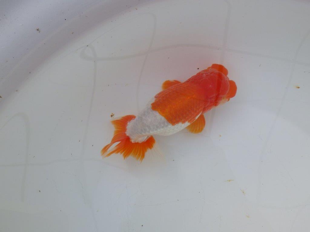 【激レア明け四歳らんちゅう 】フンタン＆色艶の良い更紗らんちゅう 約15,5㎝ オス