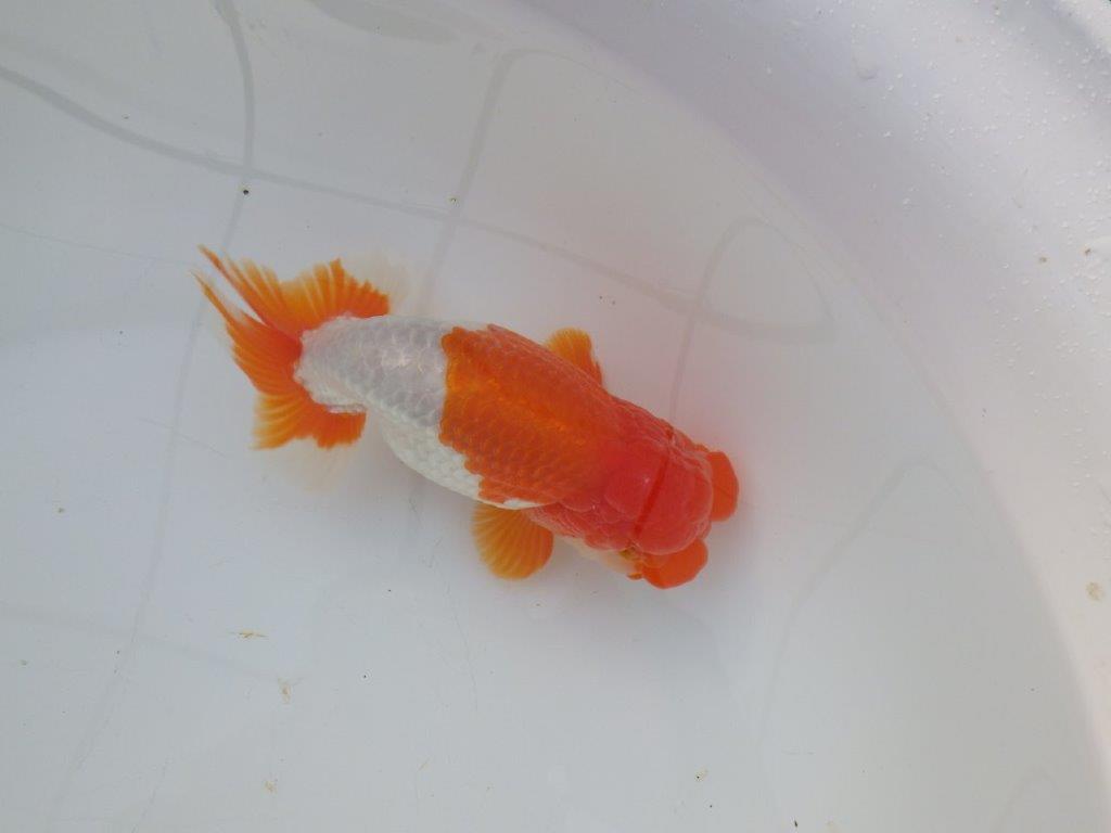 【激レア明け四歳らんちゅう 】フンタン＆色艶の良い更紗らんちゅう 約15,5㎝ オスの上身