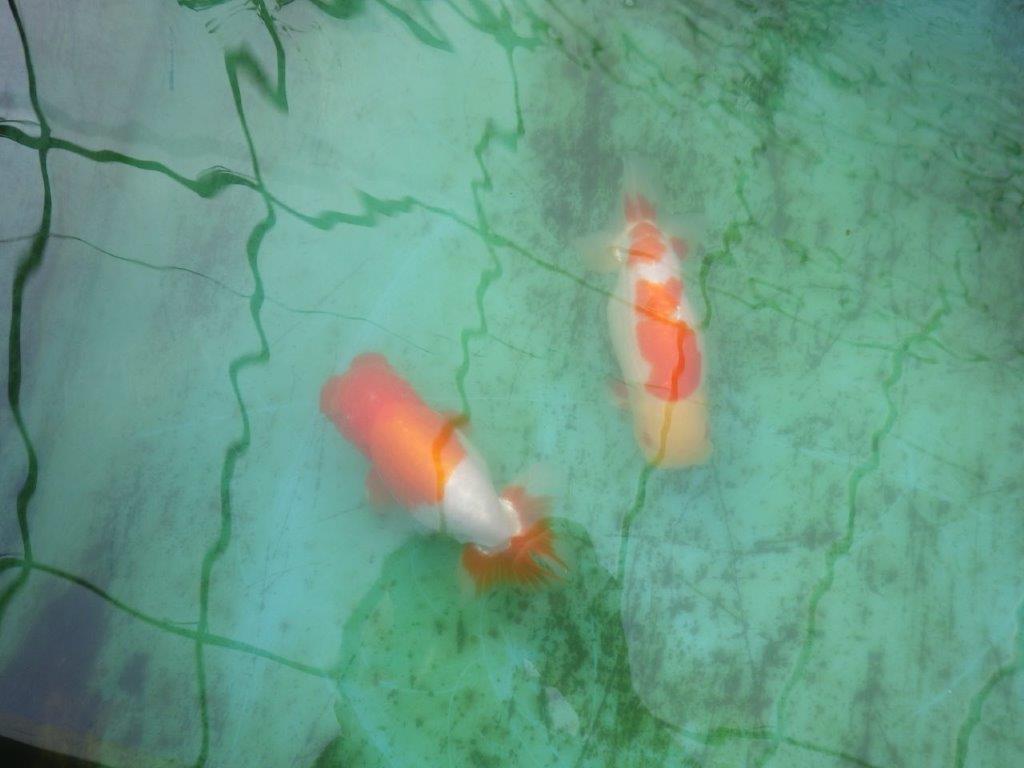 【激レア明け四歳らんちゅう 】フンタン＆色艶の良い更紗らんちゅう 約15,5㎝ オス