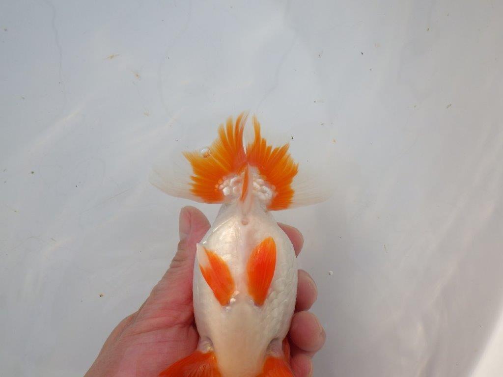 【激レア明け四歳らんちゅう 】フンタン＆色艶の良い更紗らんちゅう 約15,5㎝ オス