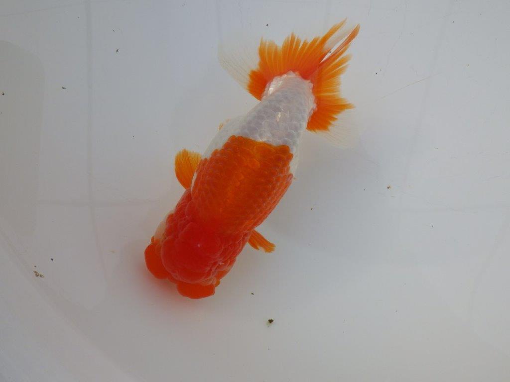 【激レア明け四歳らんちゅう 】フンタン＆色艶の良い更紗らんちゅう 約15,5㎝ オス