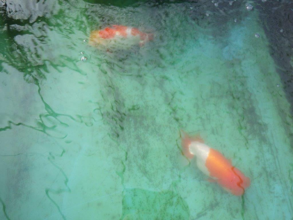 【 全国大会西大関獲得ブリーダー】明け三歳らんちゅう 西大関系統 約16㎝ オス