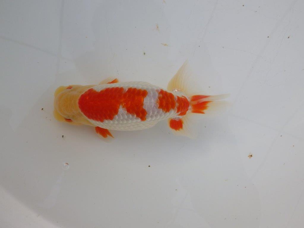 【 全国大会西大関獲得ブリーダー】明け三歳らんちゅう 西大関系統 約16㎝ オス