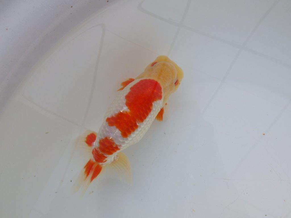 【 全国大会西大関獲得ブリーダー】明け三歳らんちゅう 西大関系統 約16㎝ オス