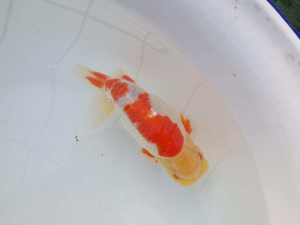 【 全国大会西大関獲得ブリーダー】明け三歳らんちゅう 西大関系統 約16㎝ オス