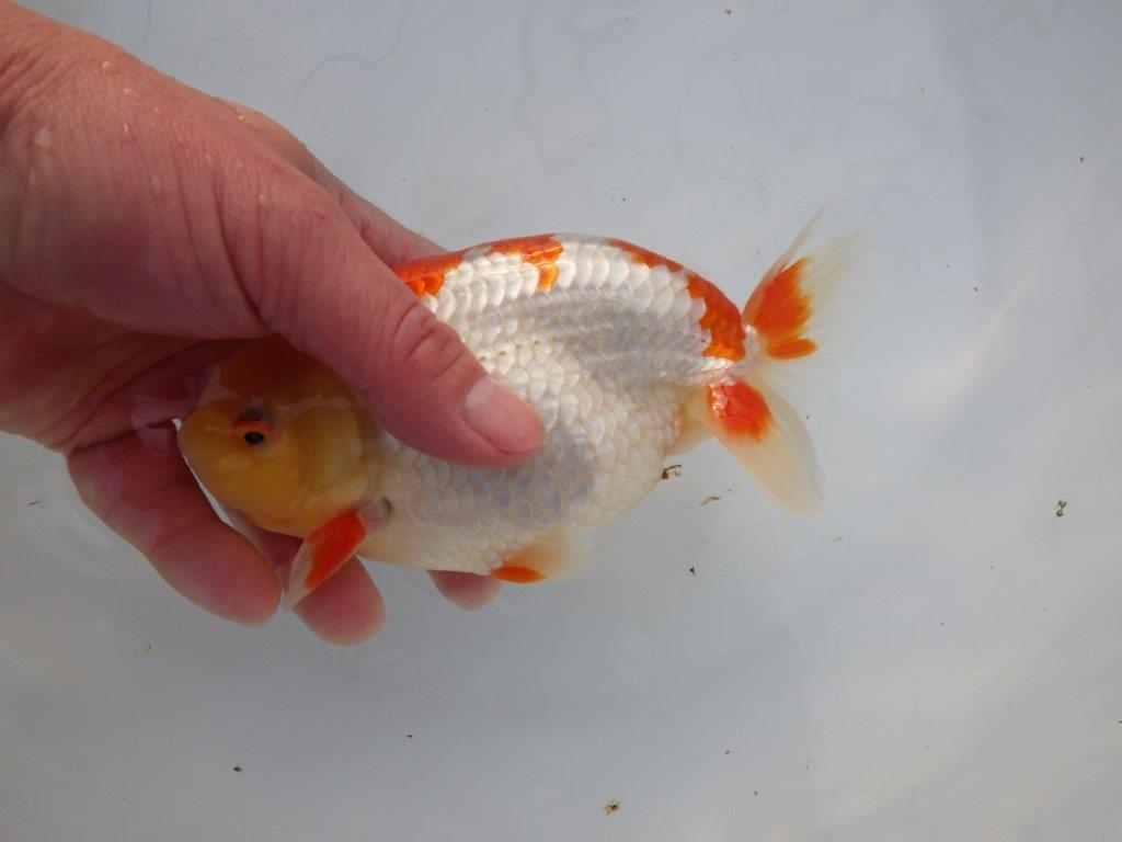 【 全国大会西大関獲得ブリーダー】明け三歳らんちゅう 西大関系統 約16㎝ オス