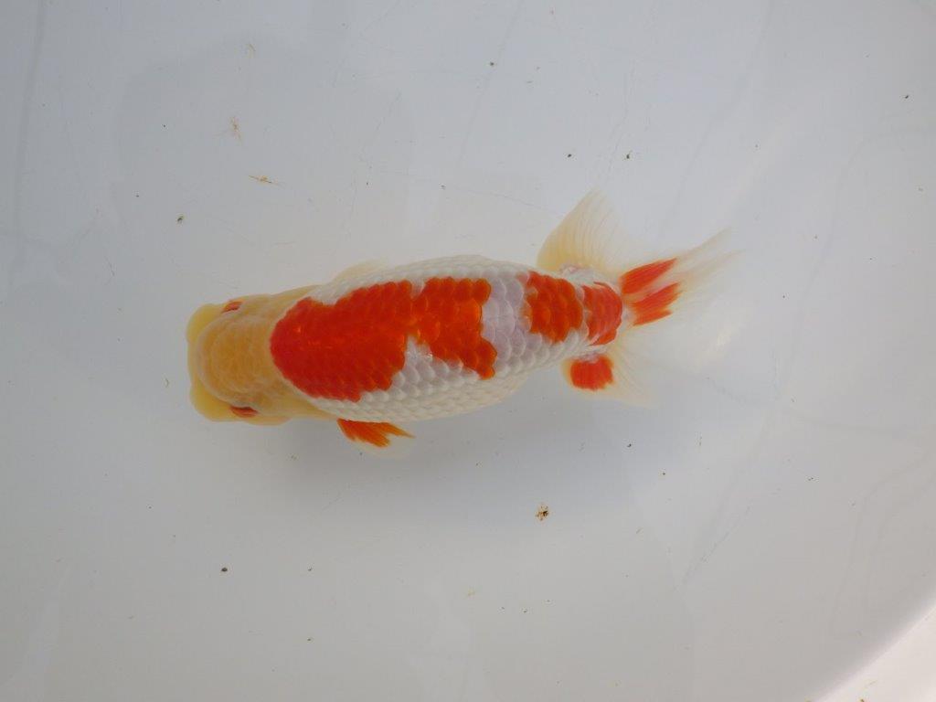 【 全国大会西大関獲得ブリーダー】明け三歳らんちゅう 西大関系統 約16㎝ オス