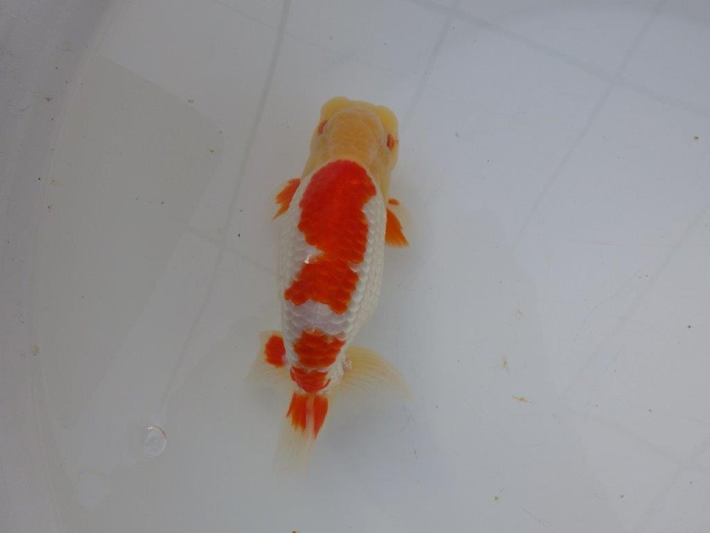 【 全国大会西大関獲得ブリーダー】明け三歳らんちゅう 西大関系統 約16㎝ オス