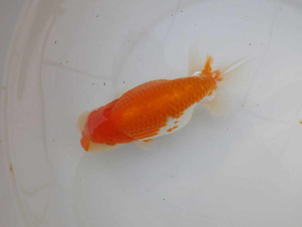 【 愛知 磯村氏】明け三歳らんちゅう 約1８㎝ オス