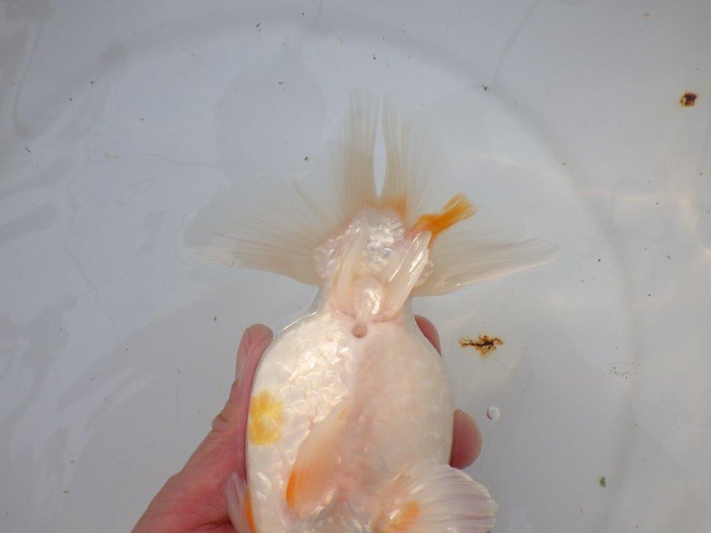 【 愛知 磯村氏】明け三歳らんちゅう 約1８㎝ オス