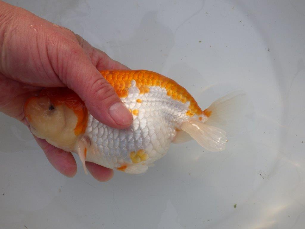 【 愛知 磯村氏】明け三歳らんちゅう 約1８㎝ オス