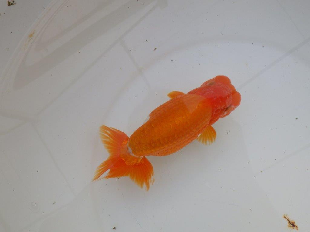 【明け三歳らんちゅう 】全国大会東大関獲得ブリーダー 約15,5cm オス