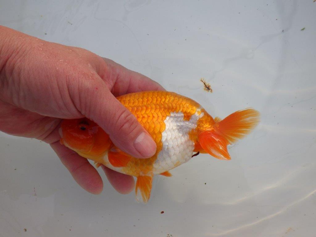 【明け三歳らんちゅう 】全国大会東大関獲得ブリーダー 約15,5cm オス