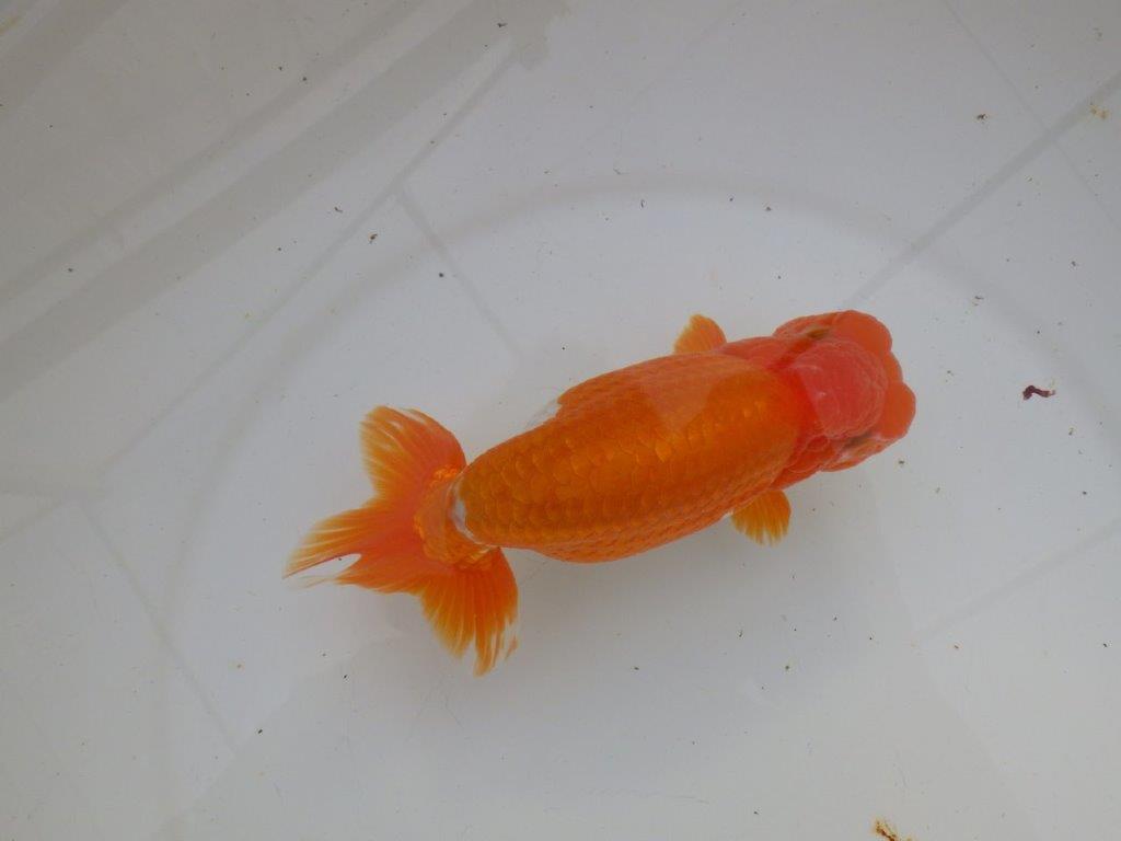 【明け三歳らんちゅう 】全国大会東大関獲得ブリーダー 約15,5cm オス