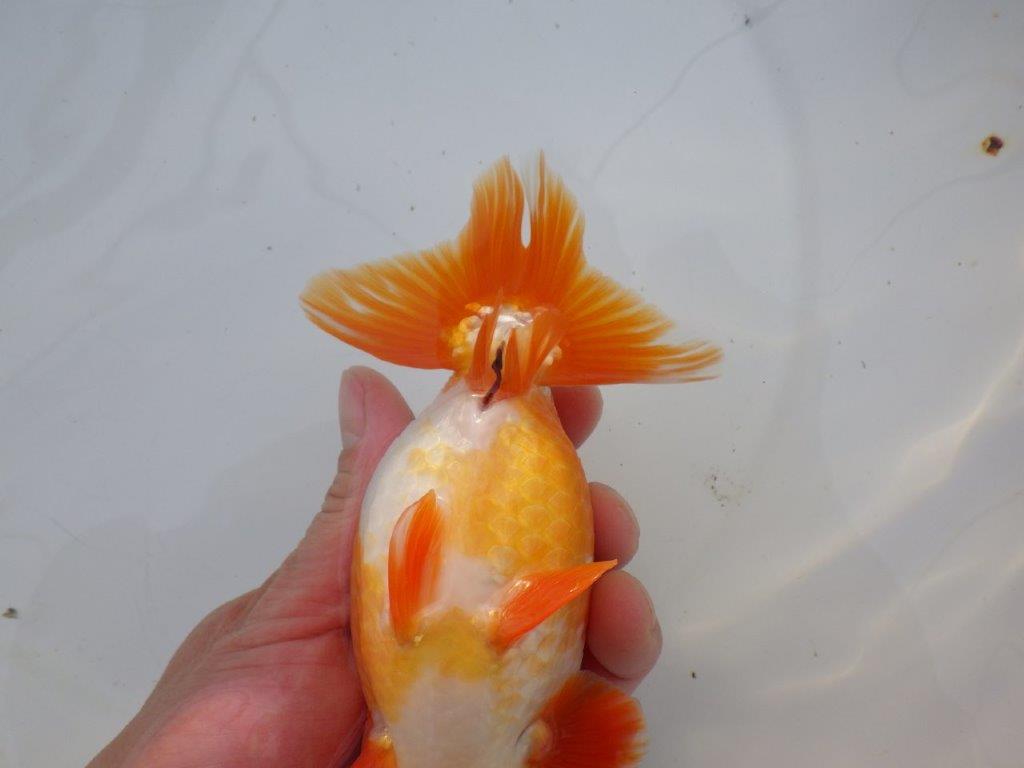 【明け三歳らんちゅう 】全国大会東大関獲得ブリーダー 約15,5cm オス