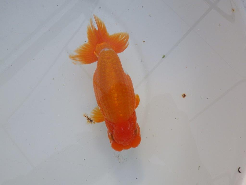 【明け三歳らんちゅう 】全国大会東大関獲得ブリーダー 約15,5cm オス