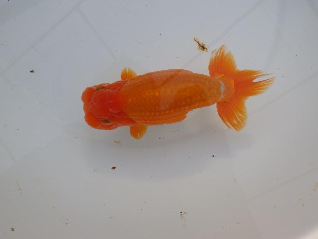 【明け三歳らんちゅう 】全国大会東大関獲得ブリーダー 約15,5cm オス