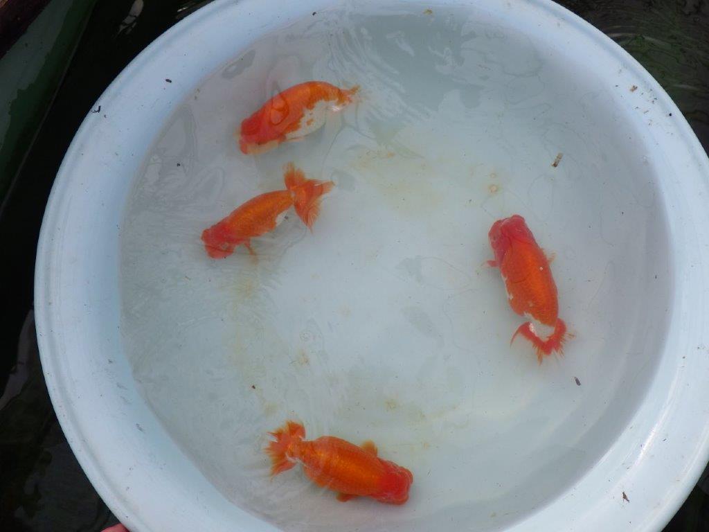 【明け三歳らんちゅう 】全国大会東大関獲得ブリーダー 約15,5cm オス