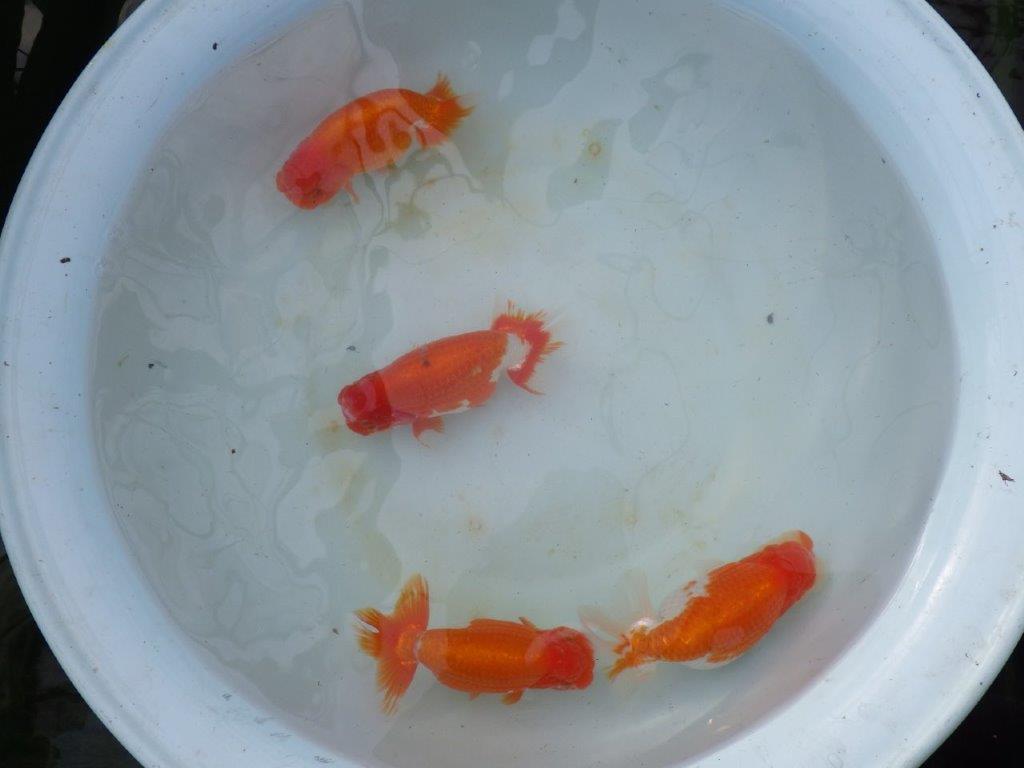 【明け三歳らんちゅう 】全国トップブリーダー岡山村上暢彦氏 約16,5cm  オス