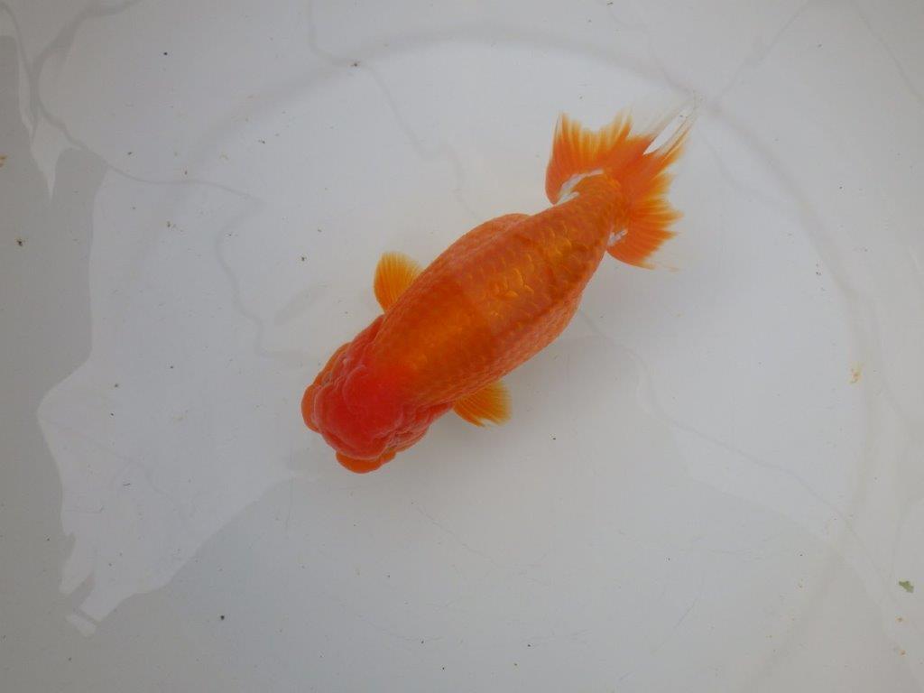 【明け三歳らんちゅう 】全国トップブリーダー岡山村上暢彦氏 約16,5cm オス