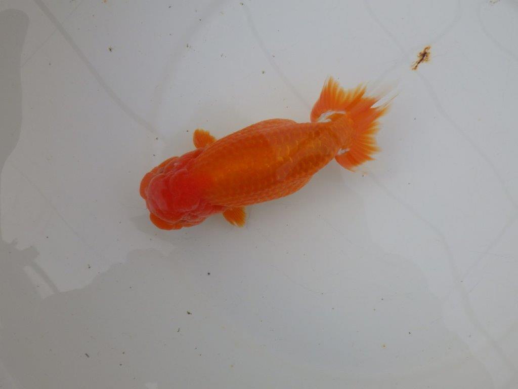 【明け三歳らんちゅう 】全国トップブリーダー岡山村上暢彦氏 約16,5cm  オス