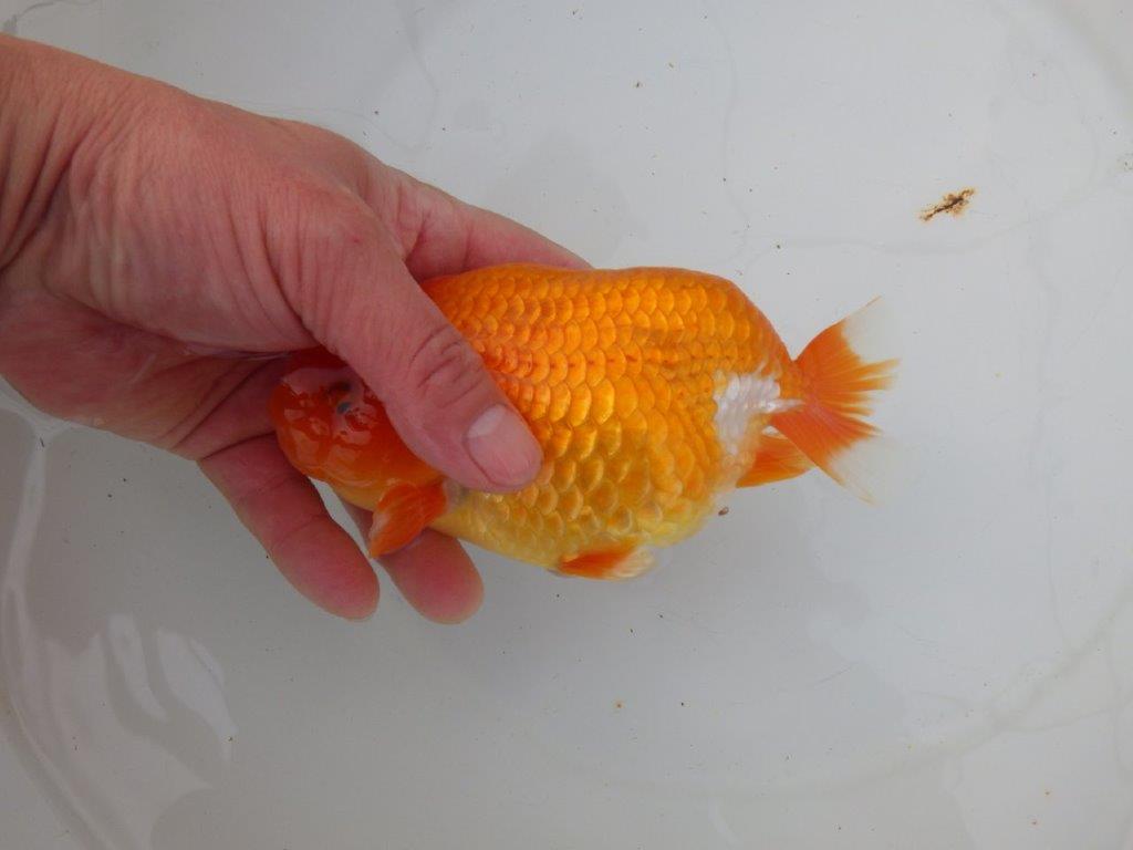 【明け三歳らんちゅう 】全国トップブリーダー岡山村上暢彦氏 約16,5cm  オス