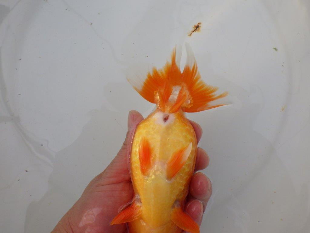 【明け三歳らんちゅう 】全国トップブリーダー岡山村上暢彦氏 約16,5cm  オス