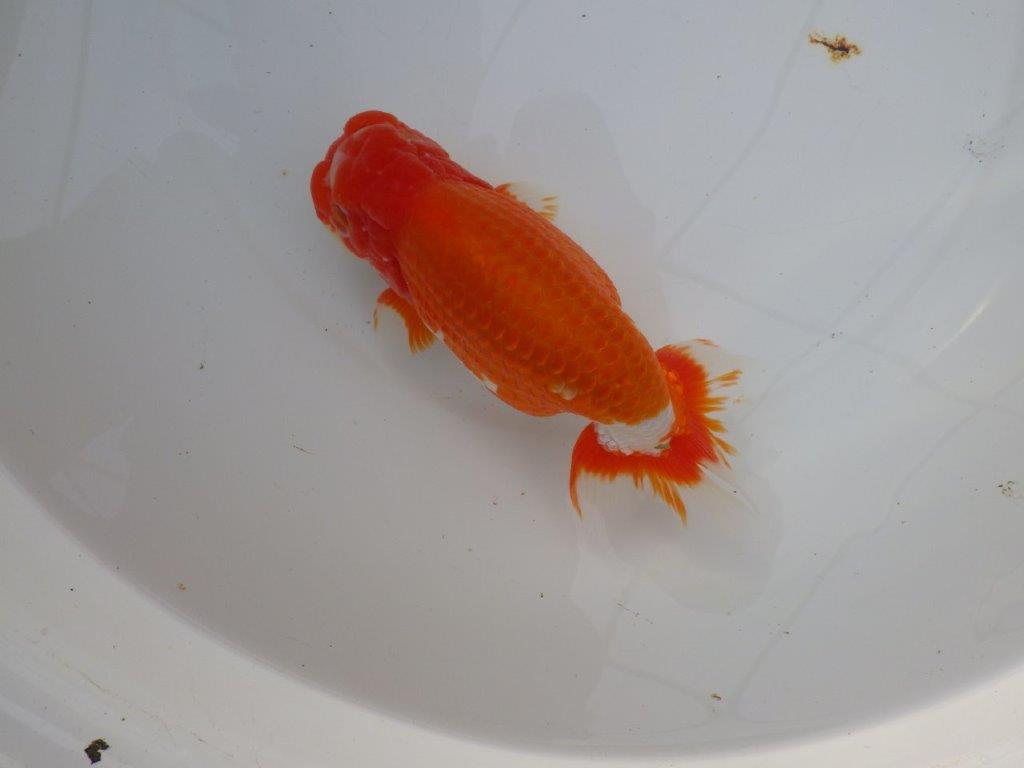 【岡山村上暢彦氏明け三歳らんちゅう 】飼い込みお勧め 約17cm オス