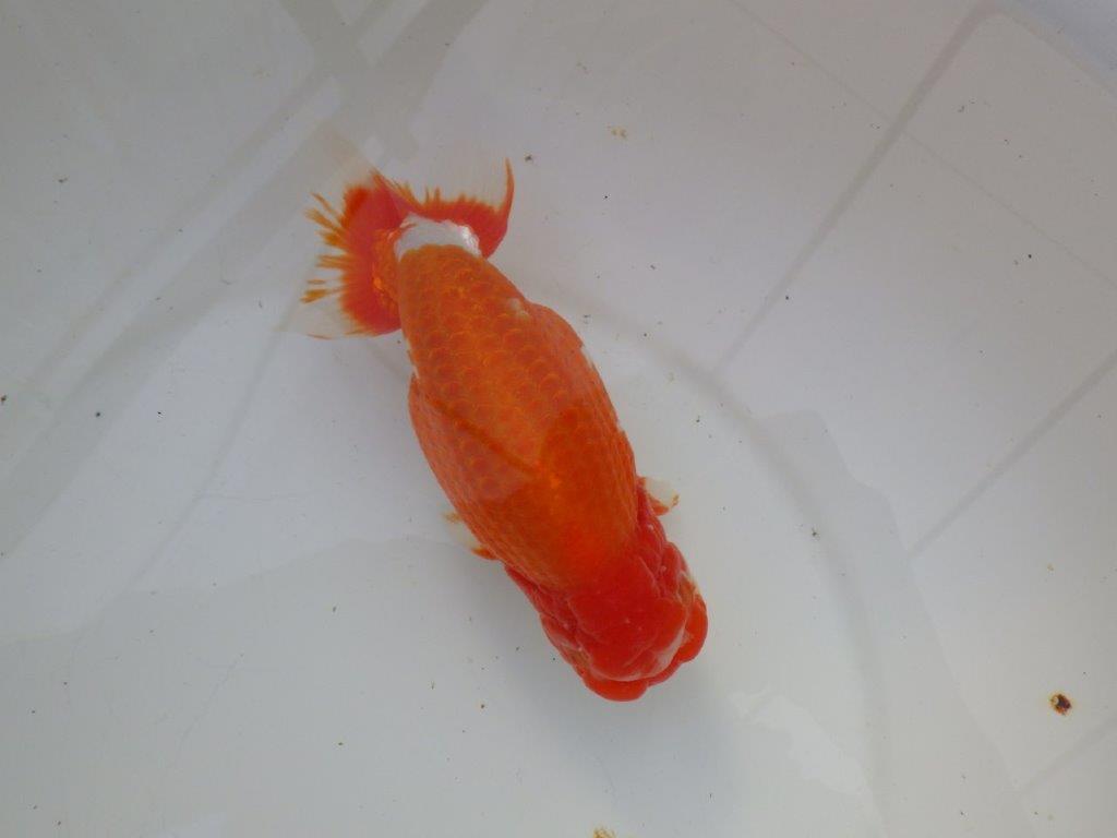 【岡山村上暢彦氏明け三歳らんちゅう 】飼い込みお勧め 約17cm オス