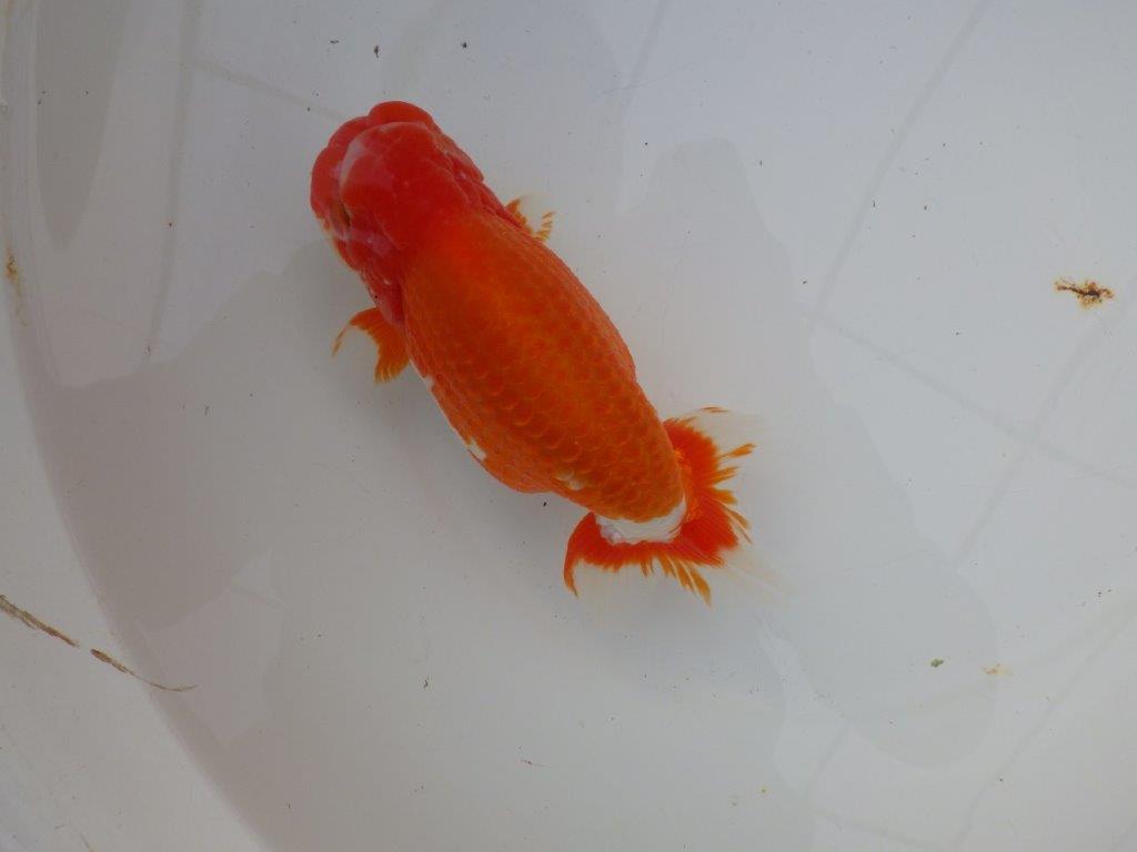 【岡山村上暢彦氏明け三歳らんちゅう 】飼い込みお勧め 約17cm オス