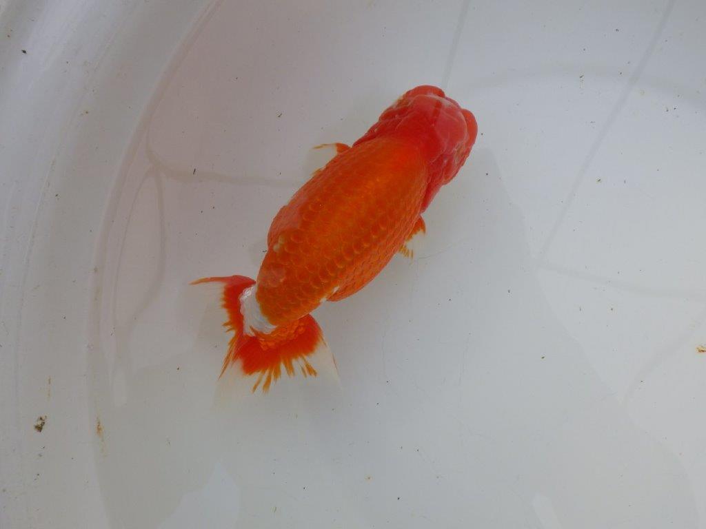 【岡山村上暢彦氏明け三歳らんちゅう 】飼い込みお勧め 約17cm オス