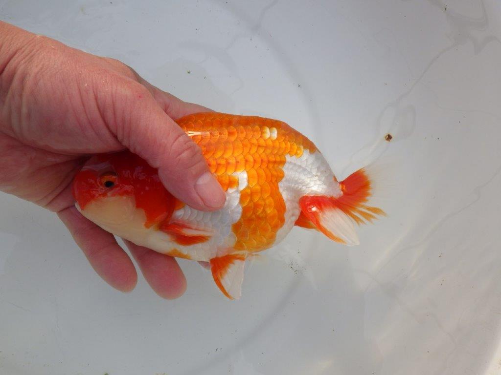 【岡山村上暢彦氏明け三歳らんちゅう 】飼い込みお勧め 約17cm オス