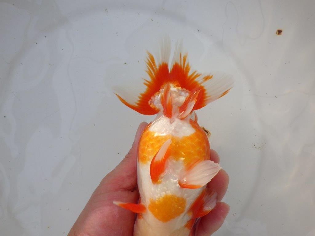 【岡山村上暢彦氏明け三歳らんちゅう 】飼い込みお勧め 約17cm オス