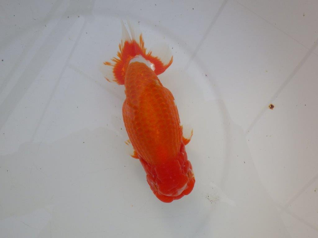 【岡山村上暢彦氏明け三歳らんちゅう 】飼い込みお勧め 約17cm オス