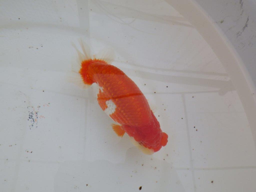 【全国大会優等賞獲得多数のブリーダー】綺麗な更紗らんちゅう 明け二歳 約15㎝ メス？