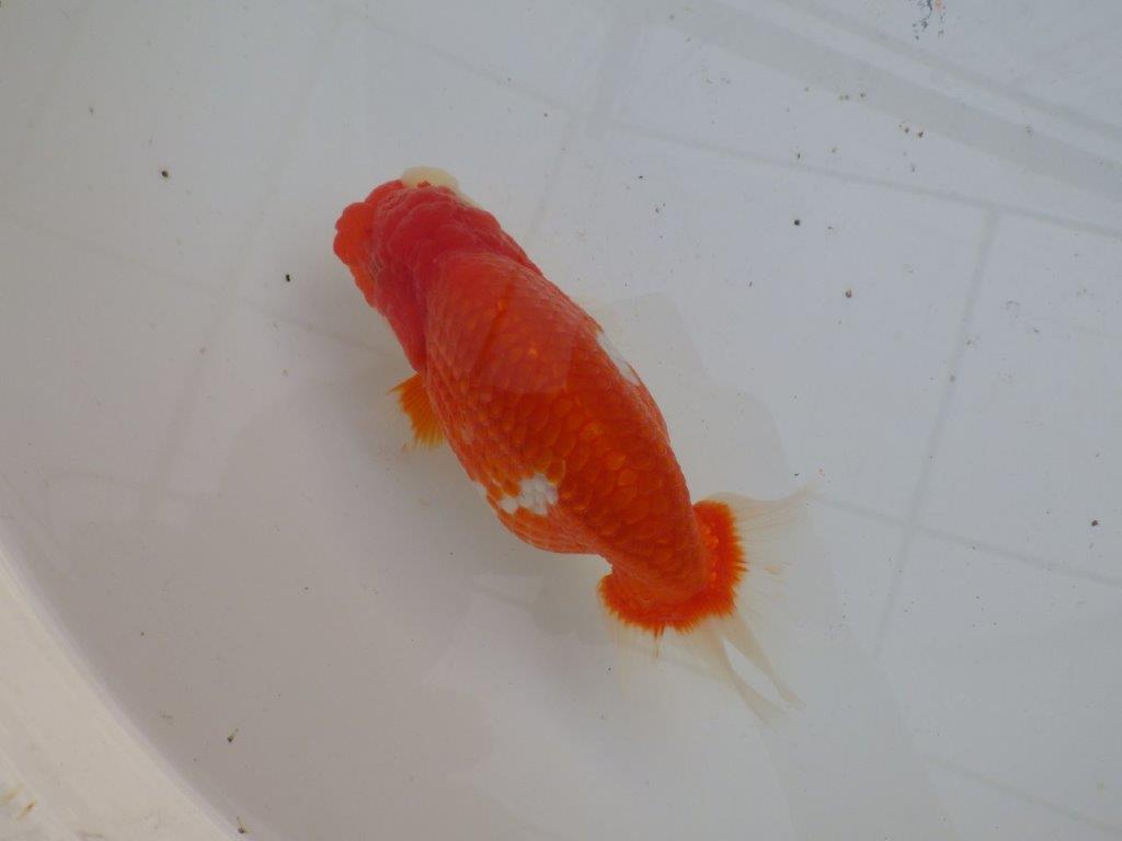 【全国大会優等賞獲得多数のブリーダー】綺麗な更紗らんちゅう 明け二歳 約15㎝ メス?