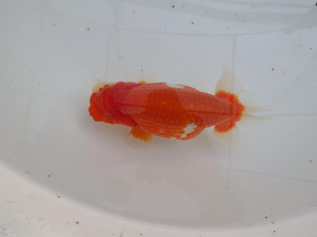 【全国大会優等賞獲得多数のブリーダー】綺麗な更紗らんちゅう 明け二歳 約15㎝ メス？