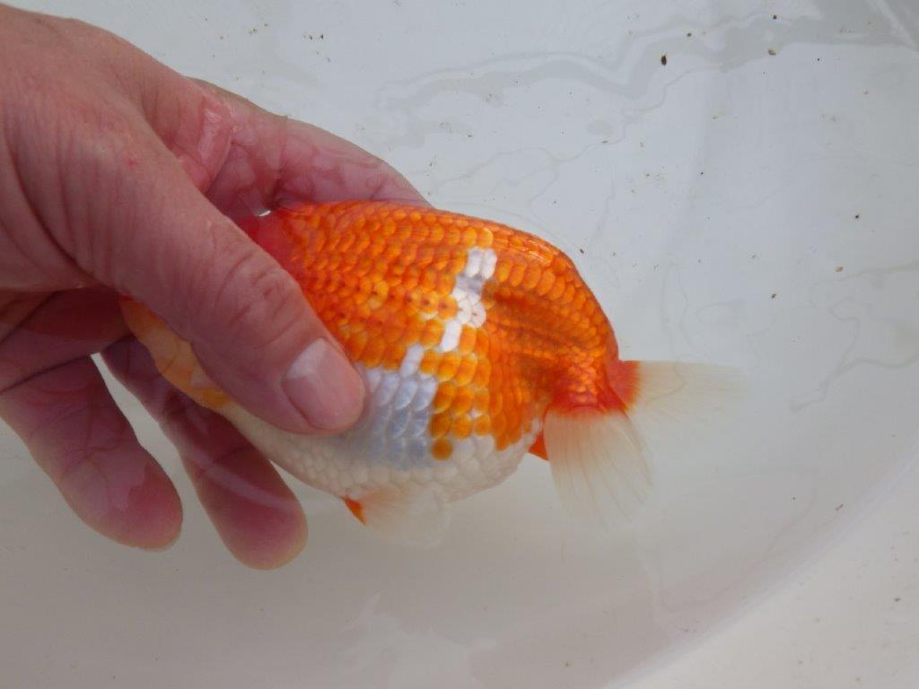 【全国大会優等賞獲得多数のブリーダー】綺麗な更紗らんちゅう 明け二歳 約15㎝ メス？